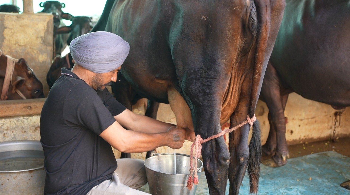 ਡੇਅਰੀ ਫਾਰਮਿੰਗ 'ਚ ਕਾਮਯਾਬ ਅਤੇ ਫੇਲ੍ਹ ਕਿਵੇਂ ਹੁੰਦੇ ਨੇ ?